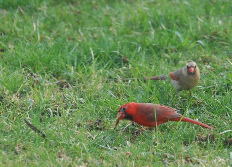 These were in my backyard earlier this year. I believe they are a male and female Summer Tanager.